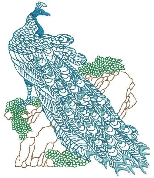 Peacock 03